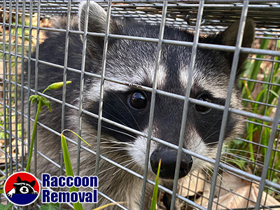 Birmingham raccoon trapping